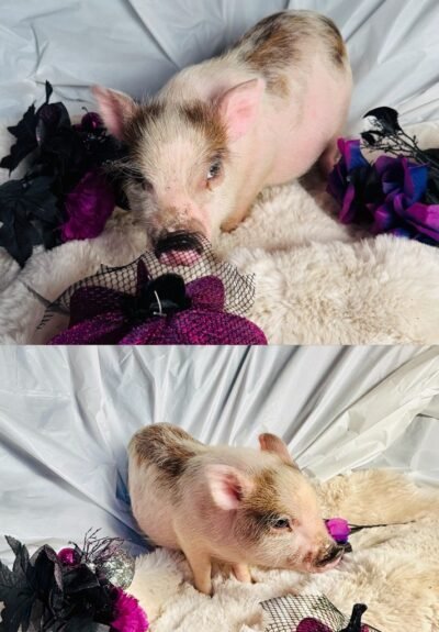 Bart - Super micro male Minipig