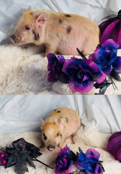 Bob- Super micro male Minipig