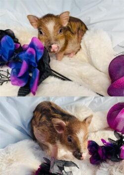 Bear- Super micro male Minipig- RESERVED!