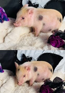 Aaron- Super micro male Minipig