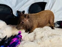 Dusty - Super micro male Minipig