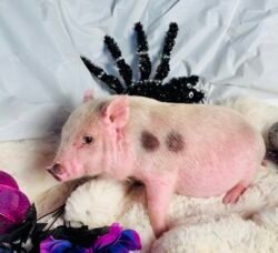 Barney- Super micro male Minipig