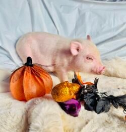 Becca - Super micro Blue-eyed female Minipig- RESERVED!
