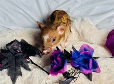 Barry Boo- Super micro male Minipig