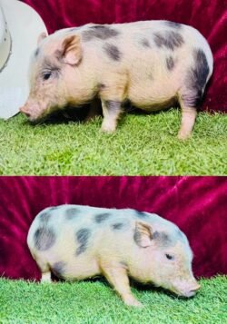 Andy - Super micro male Minipig ADOPTED!