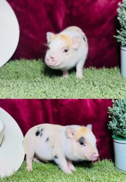 Bean- Super micro male Minipig
