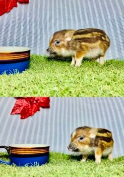 Betty - Super micro female Minipig