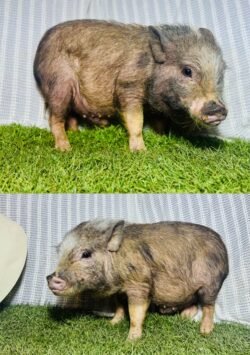 Bluey - Micro male Minipig