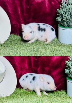 Carlo - Super micro male Minipig