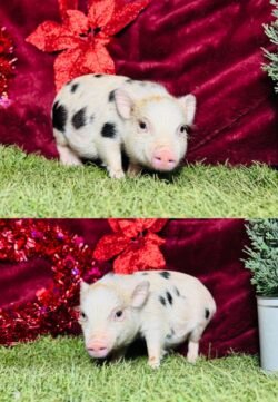 Daisy- Super micro female Minipig