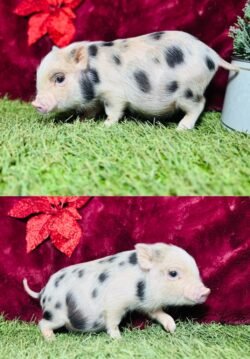 Dottie- Super micro female Minipig