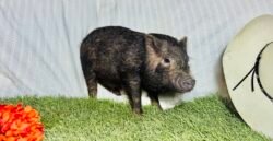 Harvey - Micro male Minipig