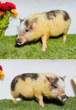 Apollo - Micro male Minipig