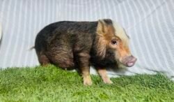 Oreo - Micro male Minipig