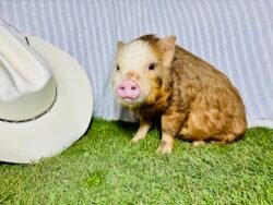 Goofy- Micro male Minipig