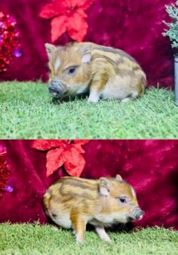 Elphie - Super micro female Minipig