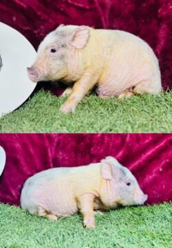 Oscar - Micro male Minipig