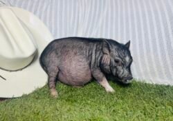 Gizmo - Micro male Minipig